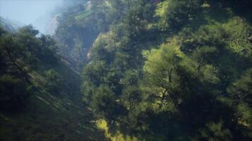 paisagem montanhosa enevoada e nebulosa com floresta de abetos video