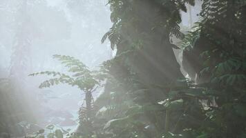 Dense Tropical Rainforest With Morning Fog video