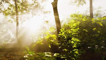 zon schijnt in tropisch bos video