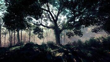 Dense Tropical Rainforest With Morning Fog video