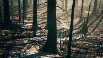 Broken trees in woods after bombing or artillery fire video