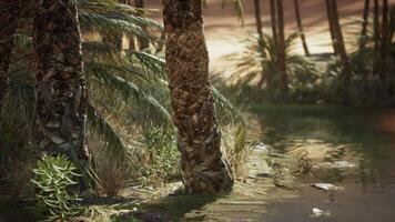 Palm trees in desert Liwa dunes video