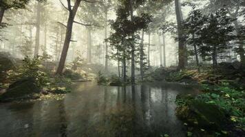 lindo ensolarado recortado floresta com raios solares através névoa video