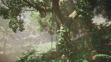 Innerhalb ein Regenwald bedeckt im hell Grün Moos video