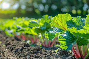 Lush rhubarb plants growing in a garden with sunlight highlighting the green leaves, suitable for topics on organic farming and spring harvests photo