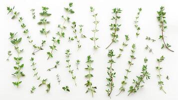 Freshly picked thyme sprigs spread out, isolated on a white background photo