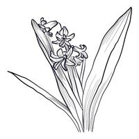 black and white hand-drawn hyacinth flower vector