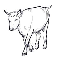 black and white drawing by the hand of a bull vector