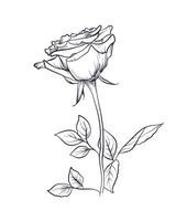 black and white hand-drawn rose flower illustration vector