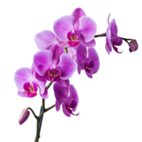 orquídea esplendor elevar seu decoração com deslumbrante orquídea arranjos png