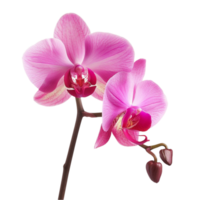 orchidée la magie enchanteur floral affiche pour chaque occasion png