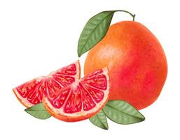 Grapefruit composition. Whole and slices with natural product leaves. Watercolor and marker illustration. Ecological fruit. Healthy food for food packaging, juice, menu. Hand drawn isolated art vector