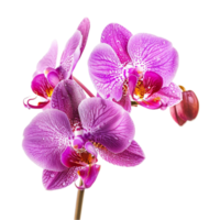 orquídea elegancia cautivador belleza de orquídea flores png