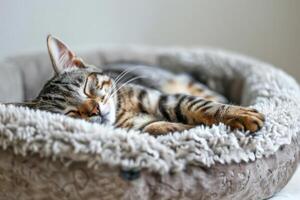 mullido gato dormido rizado arriba en un acogedor cama, pacífico y contenido en internacional gato día foto