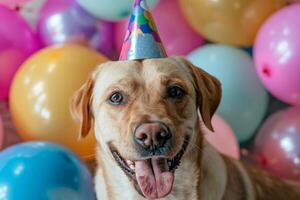 cerca arriba de un contento perro con un fiesta sombrero en, rodeado por vistoso globos para perro día foto