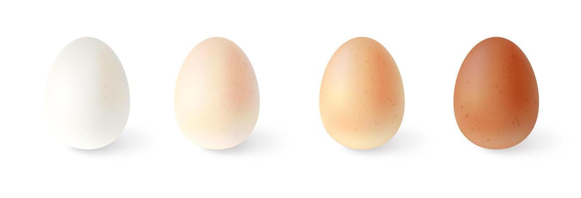 Set of realistic chicken eggs. illustration isolated on white background