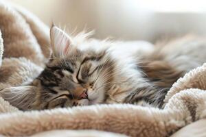 mullido gato dormido rizado arriba en un acogedor cama, pacífico y contenido en internacional gato día foto