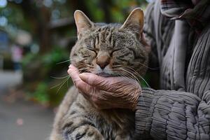 Elderly cat being petted gently, a heartwarming scene of affection and care on Cat Day photo