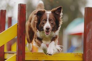 perros participativo en un simpático agilidad curso, exhibiendo su habilidades en internacional perro día foto