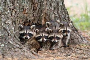 Family of raccoons huddled in the shade of a tree, looking exhausted from the heat photo