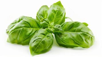 Close up of fresh basil leaves isolated on a white background photo