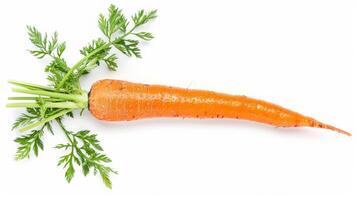 Bright orange carrot with green top, freshly washed, isolated on white background photo