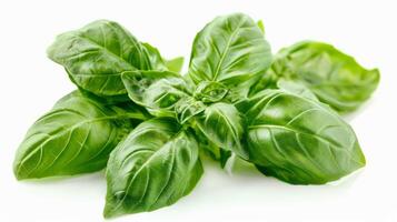 Close up of fresh basil leaves isolated on a white background photo