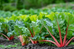 Vibrant rhubarb plants growing in soil, concept of organic farming, sustainable agriculture, and spring gardening photo