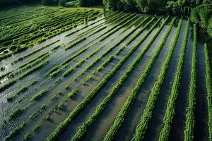 Top view of a flooded agricultural field, rows of crops submerged under rainwater, a devastating sight photo