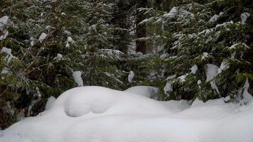 inverno paesaggio e neve coperto alberi. neve cascate a partire dal il innevato pino rami. 4k video