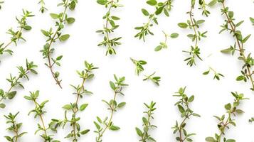 Freshly picked thyme sprigs spread out, isolated on a white background photo