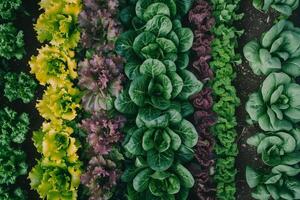 overhead shot of a colorful vegetable garden, rows of greens and root vegetables photo