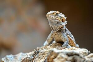 Close up of a lizard on hot rocks, using minimal movement to conserve energy during peak heat photo