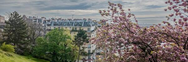 Panoramic view of Parisian spring with blooming cherry blossoms framing historic apartment buildings, ideal for travel and romantic getaway concepts photo