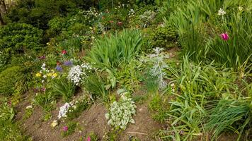 primavera jardín en floración con un variedad de flores y plantas, ideal para temas relacionado a jardinería, tierra día, y primavera foto