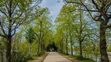 Serene tree lined walkway beside a river in springtime, ideal for Earth Day themes and nature related concepts photo