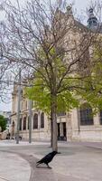 Young tree with spring foliage in an urban square with a crow in the foreground and historic European architecture under an overcast sky, ideal for travel and tourism themes photo