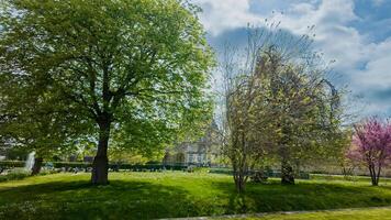 lozano primavera parque con verde arboles y cierne flora en un soleado día, ideal para tierra día y internacional día de bosques conceptos foto