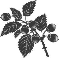 Silhouette Hazelnut fruit black color only vector