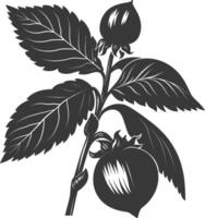 Silhouette Hazelnut fruit black color only vector