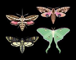Set of high detailed night moths on dark background vector