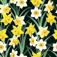 Seamless pattern with yellow and white daffodil on black background vector