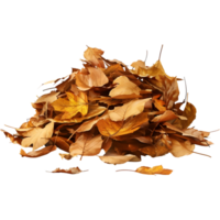 3d Rendern von ein Herbst Blätter transparent Hintergrund png