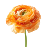 3D Rendering of a Persian buttercup Transparent Background png