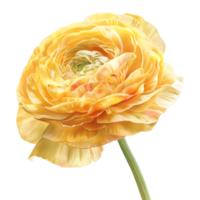 3D Rendering of a Persian buttercup Transparent Background png