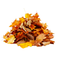 3d renderen van een herfst bladeren transparant achtergrond png