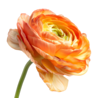 3D Rendering of a Persian buttercup Transparent Background png