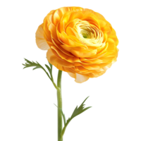 3D Rendering of a Persian buttercup Transparent Background png