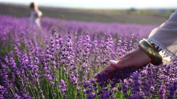 ein jung Frau sanft streichelt Lavendel Gebüsch mit ihr Hand im ein Boho Stil Armband. mit Lavendelduft Blühen Felder von schön lila Blumen und Bokeh. Nahansicht. selektiv Fokus. schleppend Bewegung video