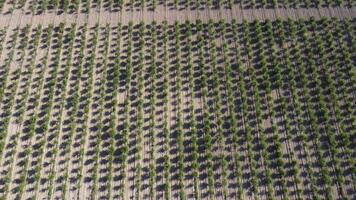 aereo moderno giardino. aereo superiore Visualizza di un Mela frutteto piantato utilizzando moderno giardinaggio tecniche. righe di giovane, ben curato alberi, geometria di moderno aziende agricole e biologico agricoltura pratiche. video